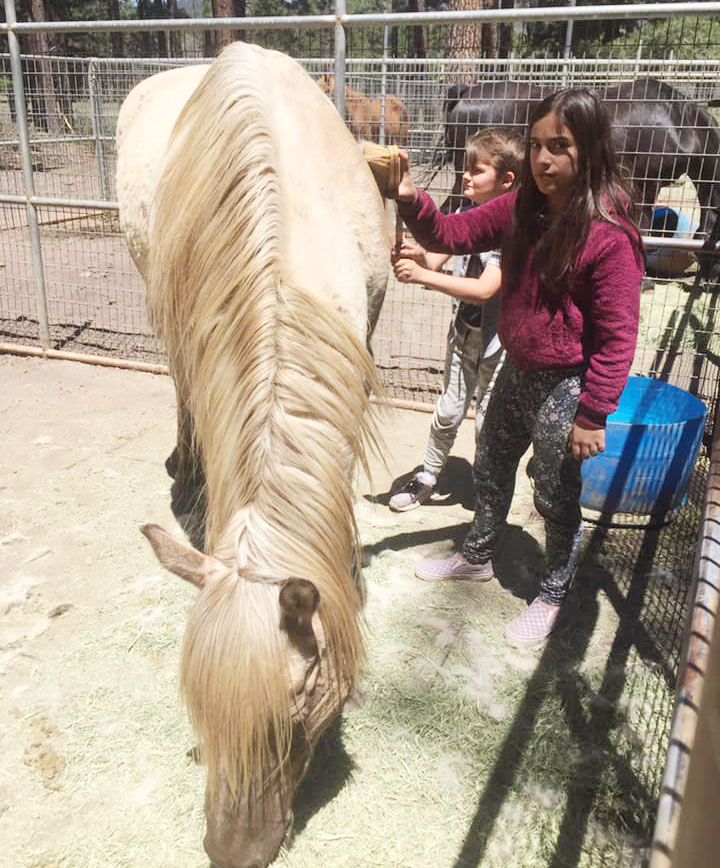 brushing a horse