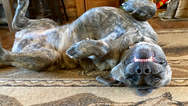 dog photo