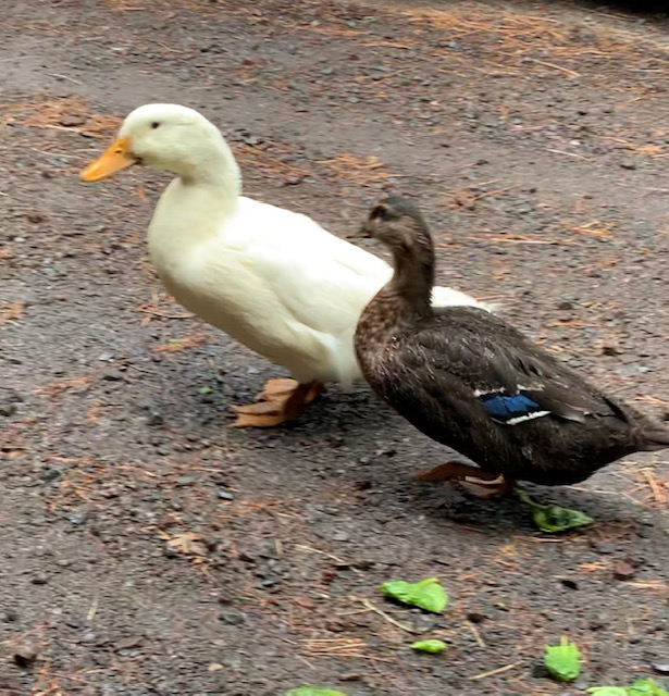 ducks