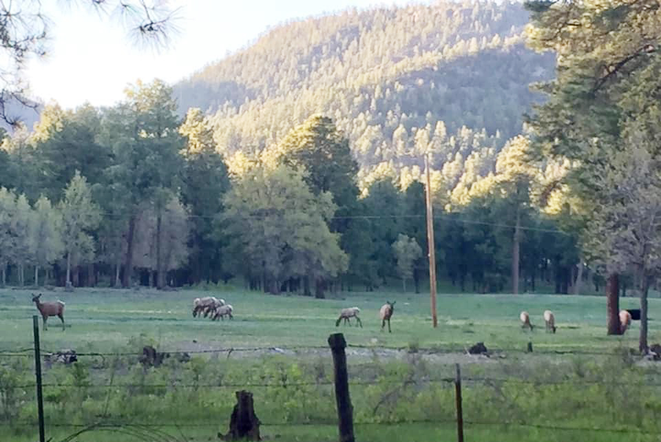 elk in the meadow